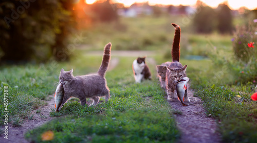 funny cats carry a large fish perch along a green meadow from fishing in the sunset light photo