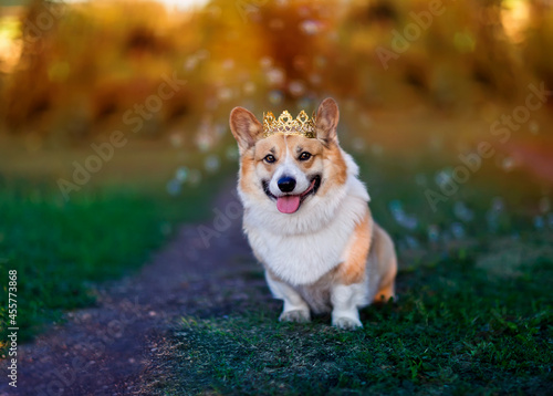 festive portrait cute corgi dog in a golden crown sitting in the garden among...