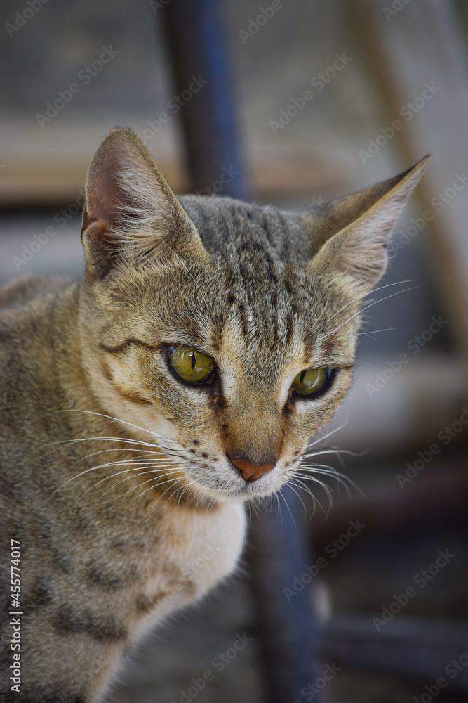 Young Cat portrait close up kitten adorable pussy pet domestic animal wallpaper background Young Cat portrait close up kitten adorable pussy pet domestic animal wallpaper background