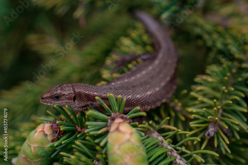 Close-up conifer branch with lots of cones photo