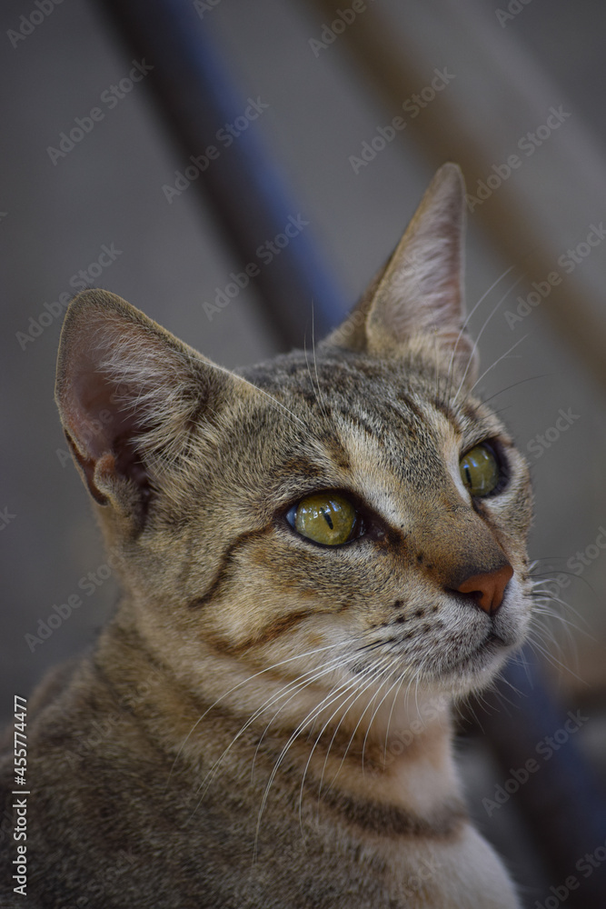 Fototapeta premium Young Cat portrait close up kitten adorable pussy pet domestic animal wallpaper background