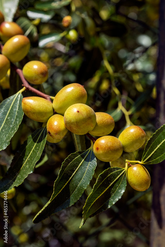 Jujube  (Ziziphus ) on tree