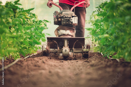 Farmer with a machine cultivator digs the soil in the vegetable garden. Tomatoes plants in a greenhouse..