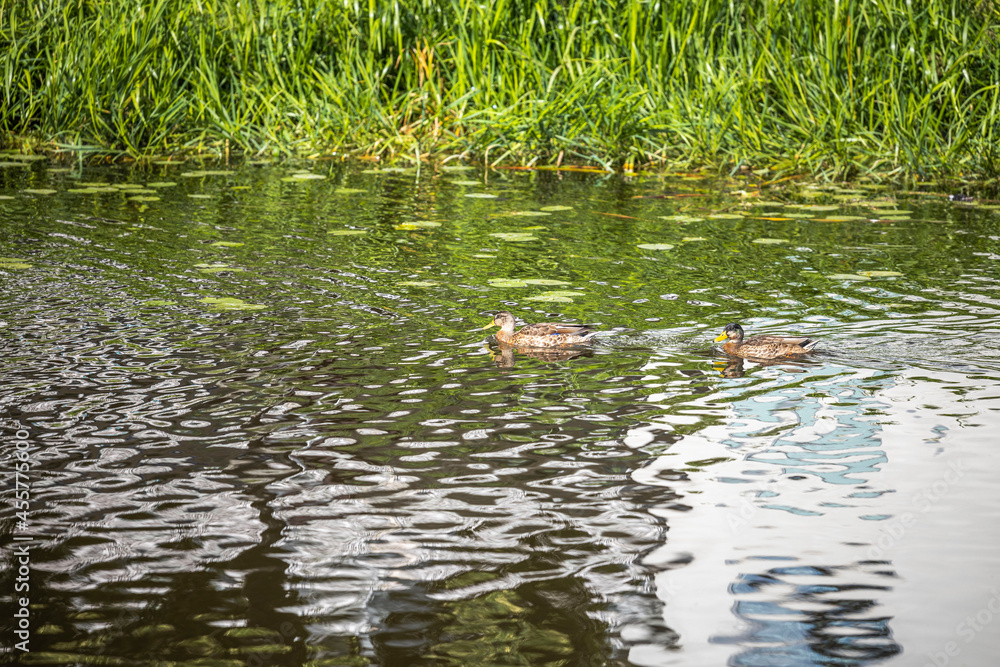 Beautiful view of a duck floating in river. Birds concept. Beautiful backgrounds of nature. Sweden. Beautiful view of a duck floating in river. Birds concept. Beautiful backgrounds of nature. Sweden.
