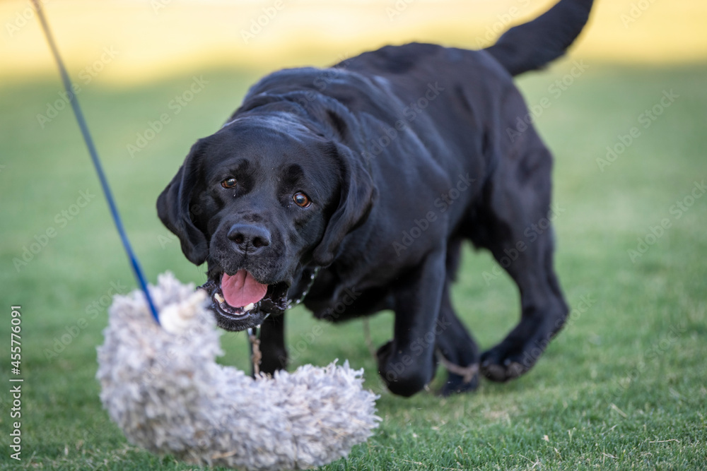 Black Labrador Retriever grabbing a toy Black Labrador Retriever grabbing a toy