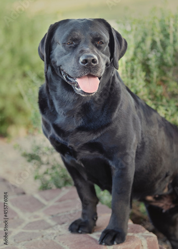 Natural portrait of a black Labrador Retriever