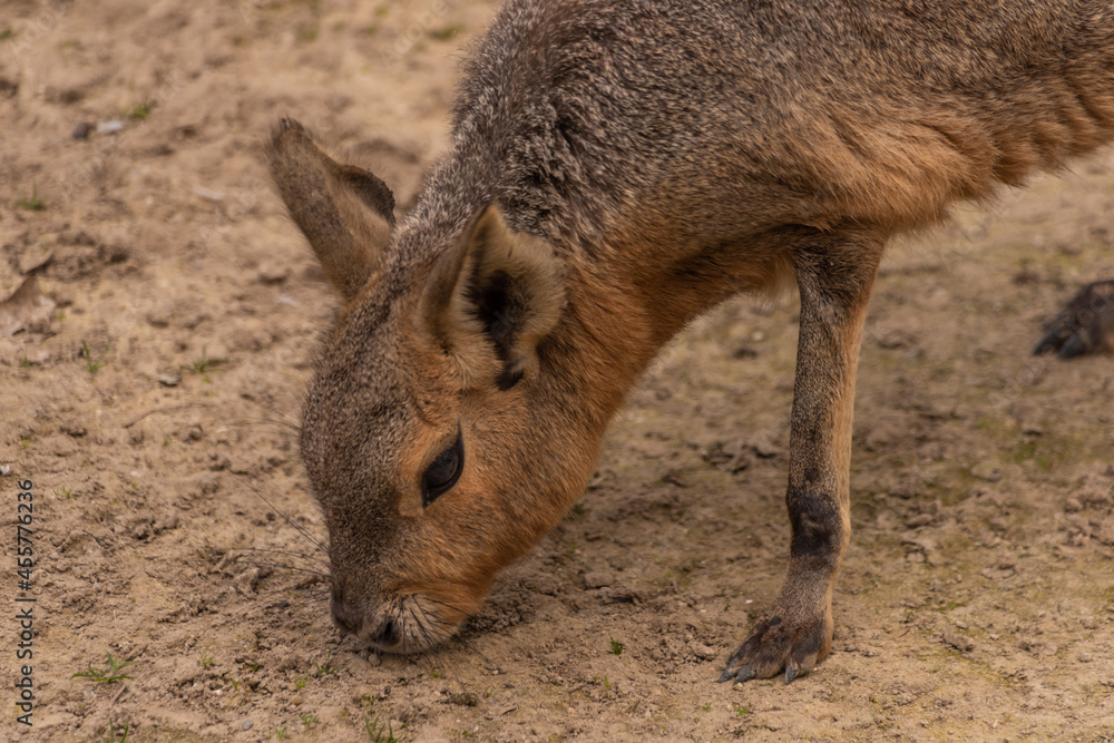 Fototapeta premium Dolichotis patagonum animal on dry meadow in summer day
