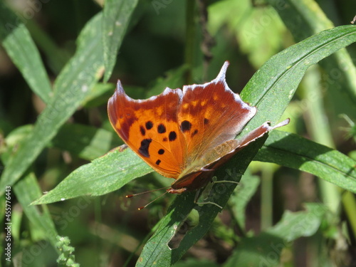 Question Mark Butterfly on Green Leaves in Summer or Spring in Ohio Midwest.  photo