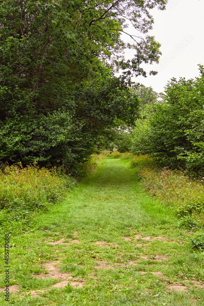 Rough track through a wooded area of the countryside. No people. Rough track through a wooded area of the countryside. No people.