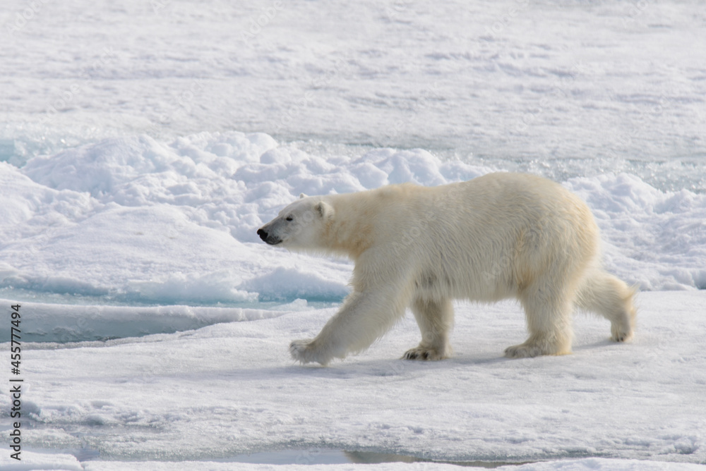Polar bear (Ursus maritimus) on the pack ice north of Spitsbergen Island, Svalbard, Norway, Scandinavia, Europe Polar bear (Ursus maritimus) on the pack ice north of Spitsbergen Island, Svalbard, Norway, Scandinavia, Europe