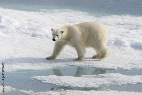 Polar bear (Ursus maritimus) on the pack ice north of Spitsbergen Island, Svalbard with reflection