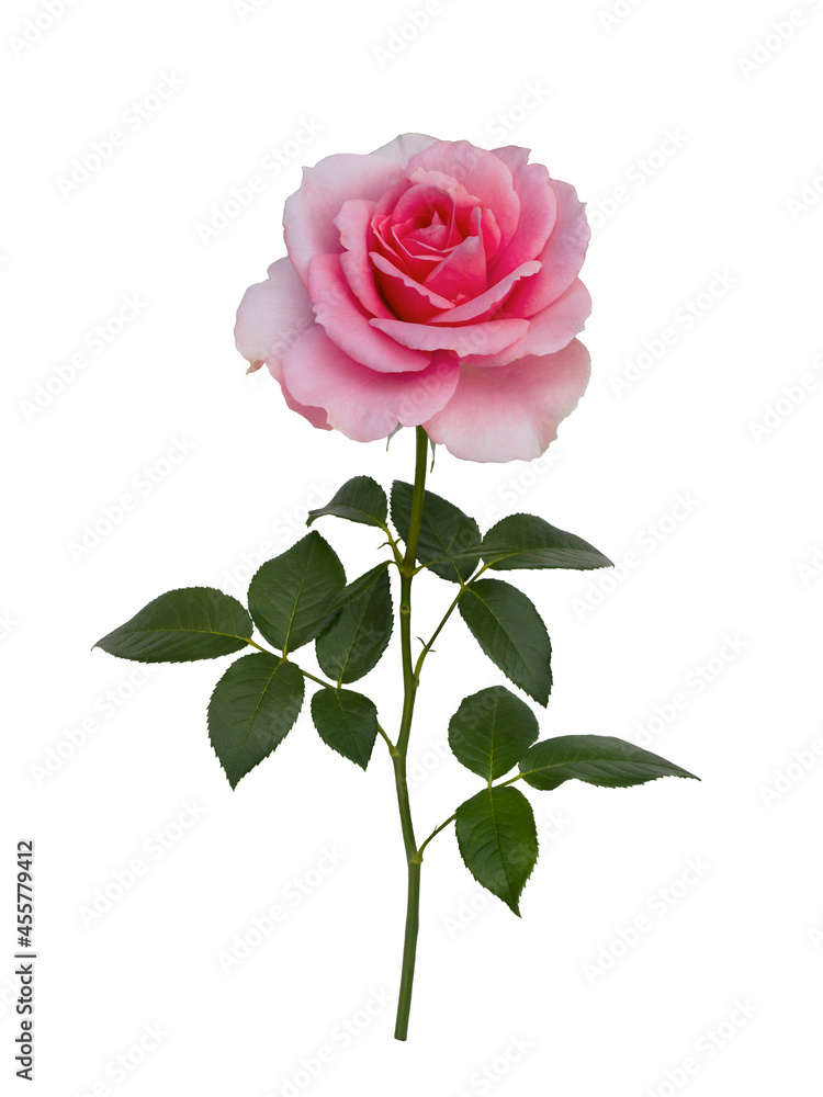 Delicate pink rose with green leaves isolated on white background - obrazy, fototapety, plakaty 