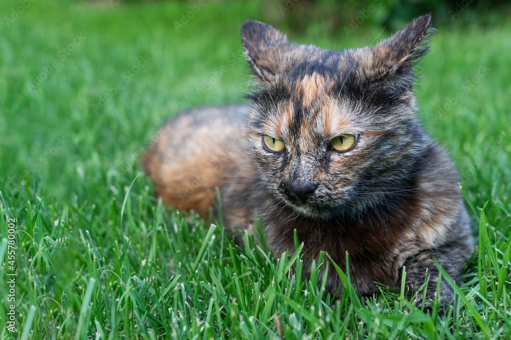 Brown cat with yellow eyes and angry look lie on green grass, copy space. Animal emotions concept