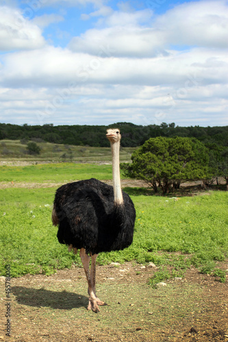 Ostrich posing