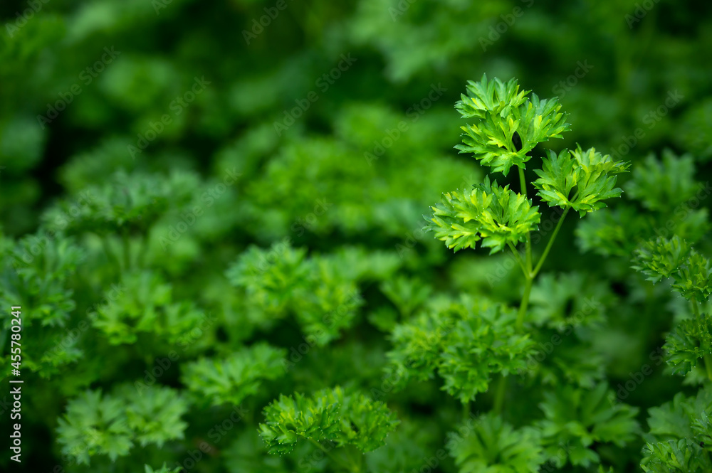 Frische Petersilie auf einem Beet im eigenen Garten Frische Petersilie auf einem Beet im eigenen Garten