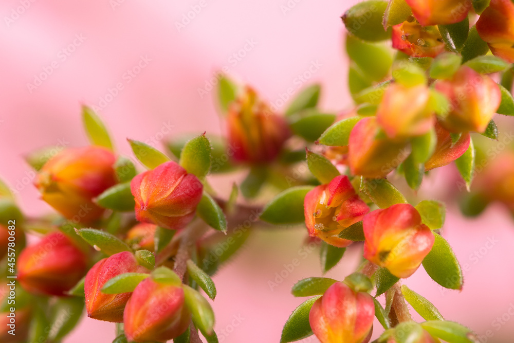 small beautiful flowers in the foreground with abstract background small beautiful flowers in the foreground with abstract background