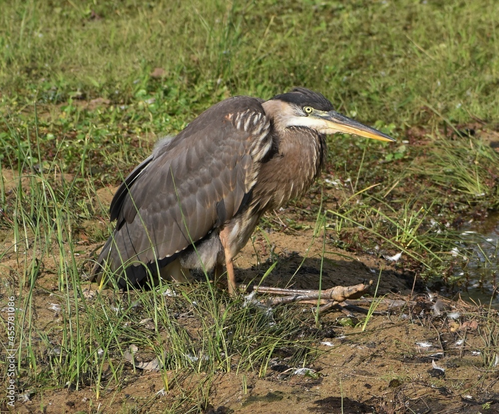 Fototapeta premium Grey Heron