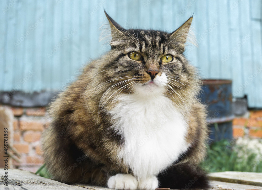 a beautiful fluffy domestic cat sits in the garden and stares intently ahead