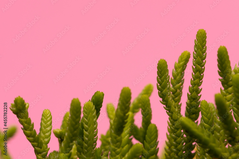 beautiful plants to decorate the house with freshness beautiful plants to decorate the house with freshness