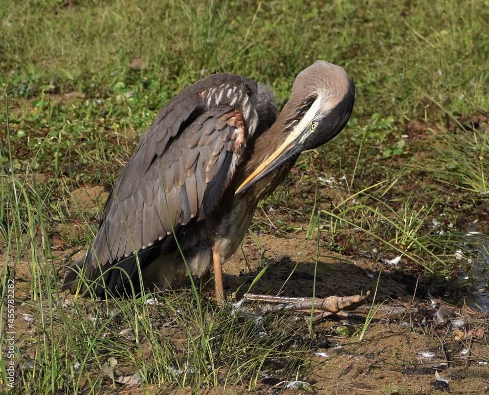 Obraz premium Grey Heron