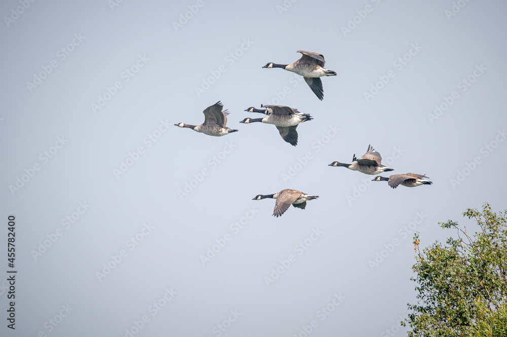Canada geese, branta canadensis, in flight Canada geese, branta canadensis, in flight