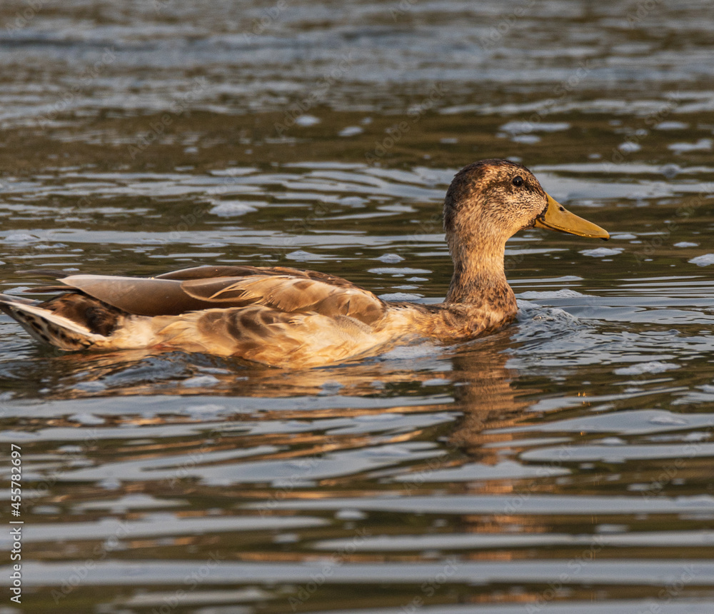 duck on the water duck on the water