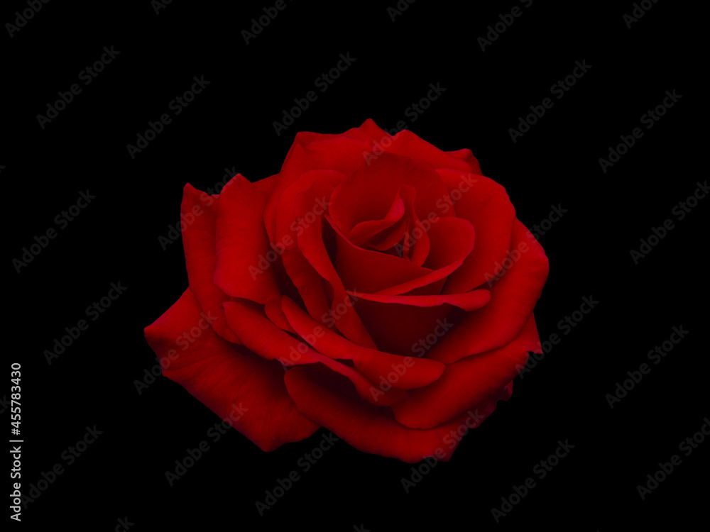 Dark red rose is on black background Dark red rose is on black background