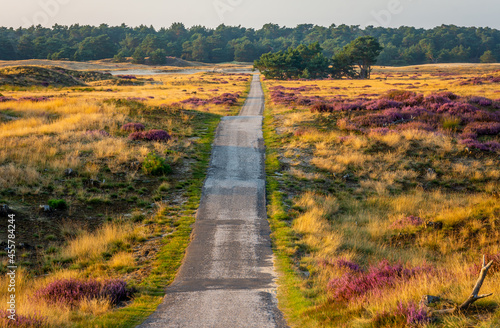 Landscape of dutch national park De Hoge Veluwe with the bike path and the blooming heather by sunset photo