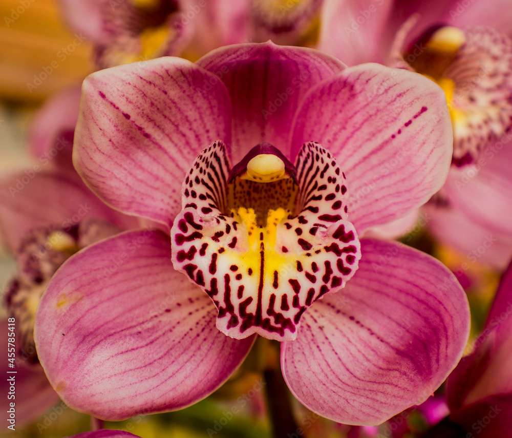 orchid orchid