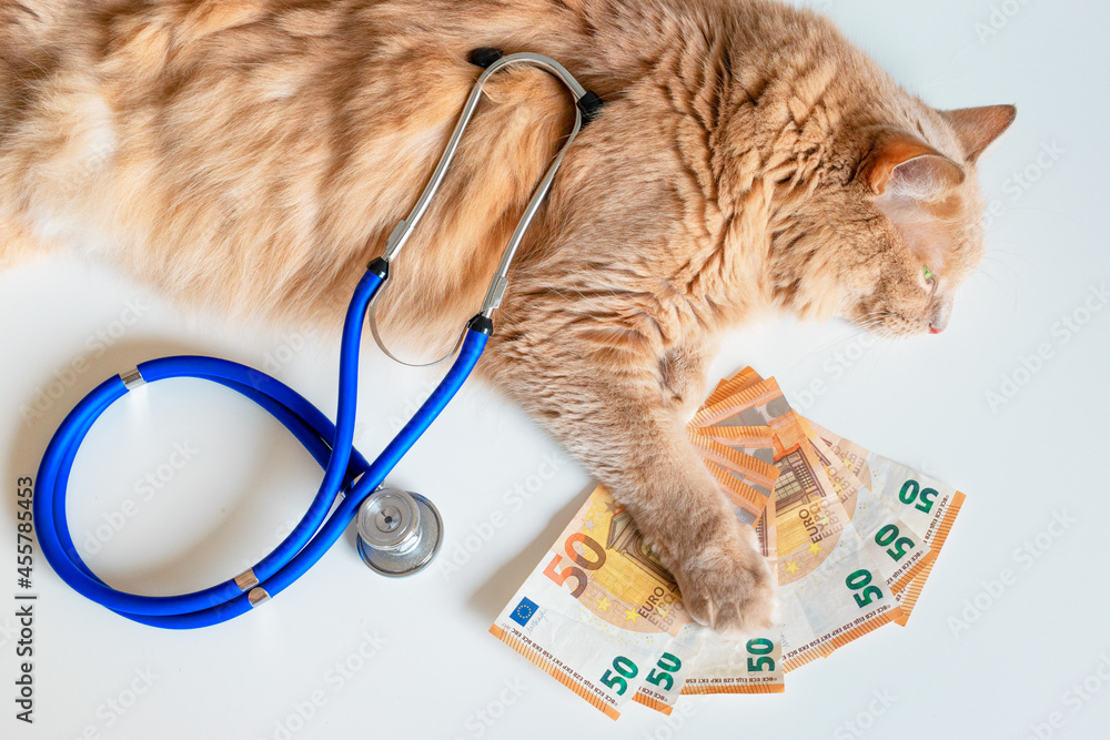 Cat with stethoscope and money banknotes under his paws. Veterinary