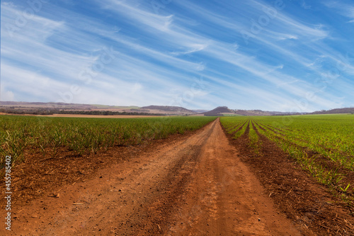 Sugar cane smal and young planting  on a farm with sky with clouds. South America agricultural economy image concept.