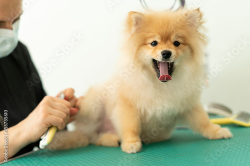 Pomeranian, groomer cuts the dog