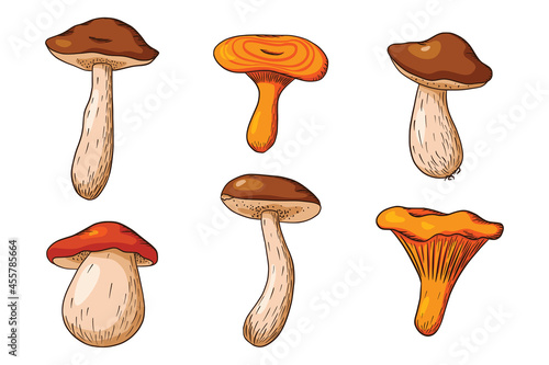 Forest Mushroom Collection. Hand drawn edible mushrooms Set. White mushroom, niscalo, boletus, chanterelle. Vector illustration for logo, menu, print, sticker, design and decoration. Premium Vector