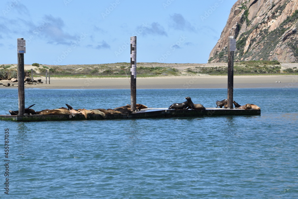 Naklejka premium Several seals taking a nap