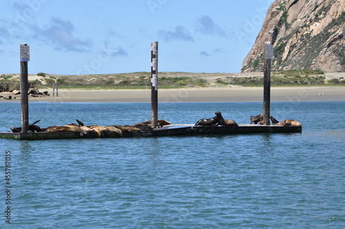 Several seals taking a nap