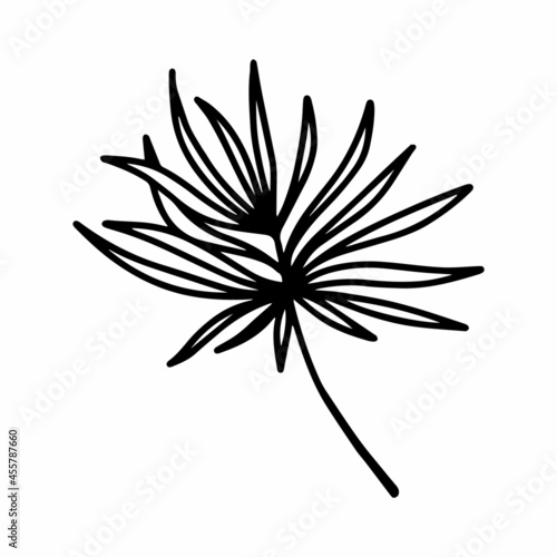 Vector tropical coconut leaf isolated on white background. Funny coloring and cute illustration for seasonal design, textile, decoration kids playroom or greeting card. Hand drawn prints and doodle.