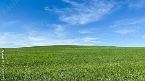 summer green field and blue sky
