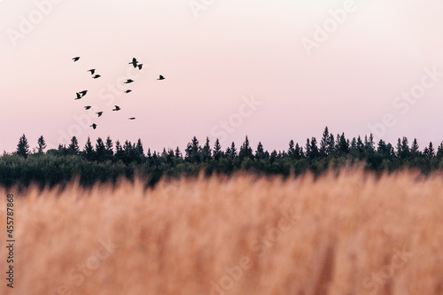 wheat field evergreen evening with birds
