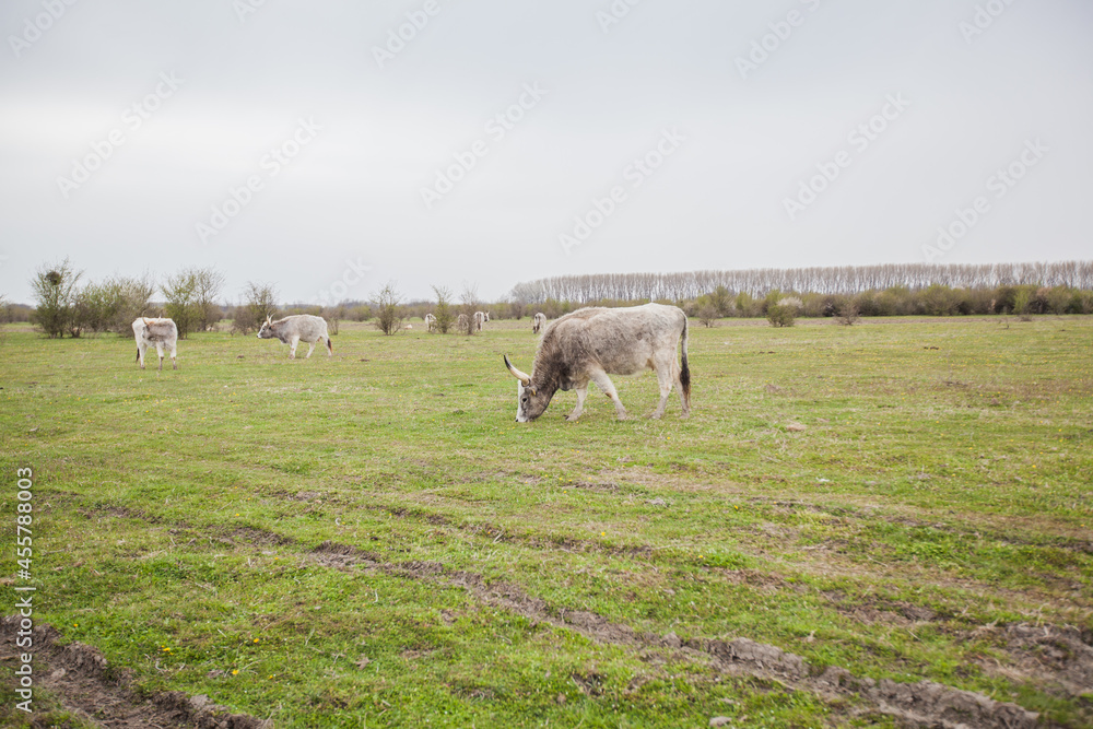 Domestic animal grazing on green pasture, rural nature landscape, livestock, spring day, eco farming. Domestic animal grazing on green pasture, rural nature landscape, livestock, spring day, eco farming.