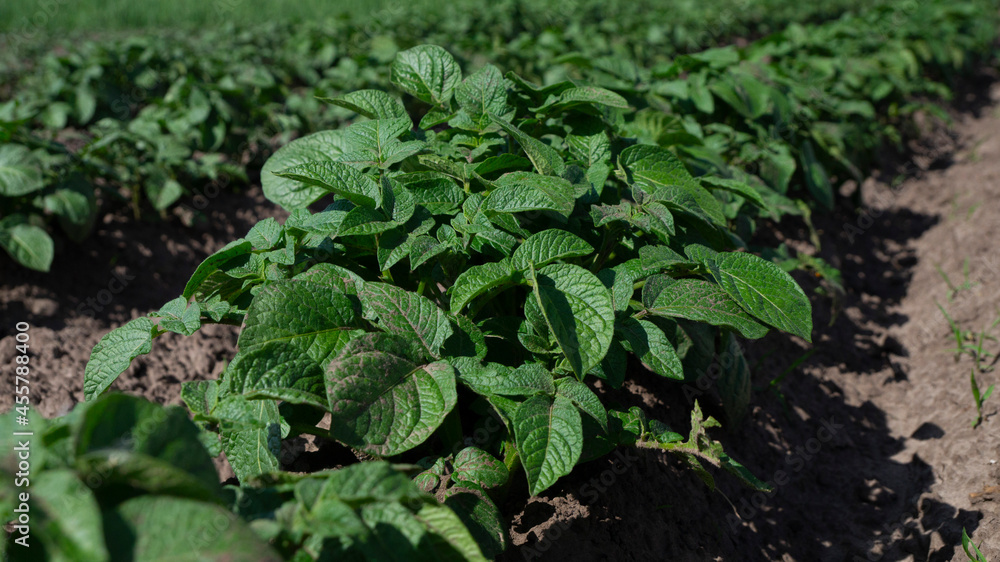 Young potatoes araste tv field. Potatoes in the garden. green potato leaves Young potatoes araste tv field. Potatoes in the garden. green potato leaves