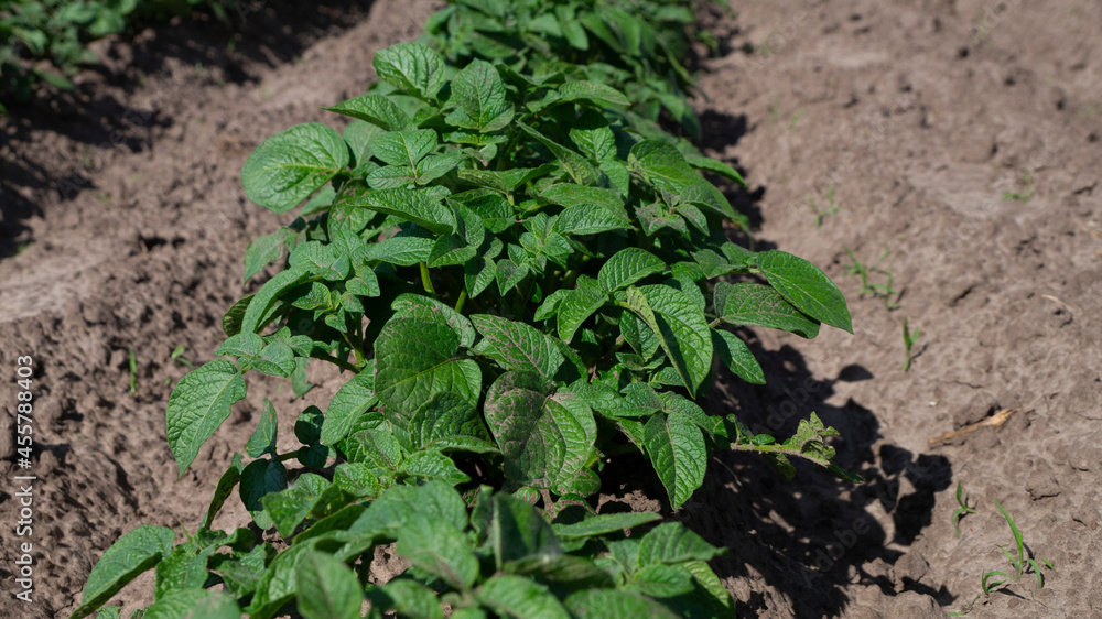 Young potatoes araste tv field. Potatoes in the garden. green potato leaves Young potatoes araste tv field. Potatoes in the garden. green potato leaves