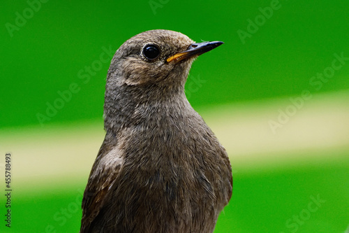 Young black redstart ( Phoenicurus ochruros). Portrait. Moravia. Europe. photo