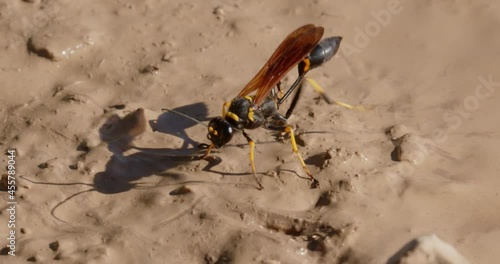 The close-up of the yellow-legged mud-dauber wasp (Sceliphron caementarium) photo