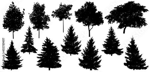 Silhouette of beautiful spruce trees, maple, walnut and etc., set. Isolated forest trees on white background. Vector illustration