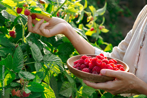 Young woman picks raspberries from a bush