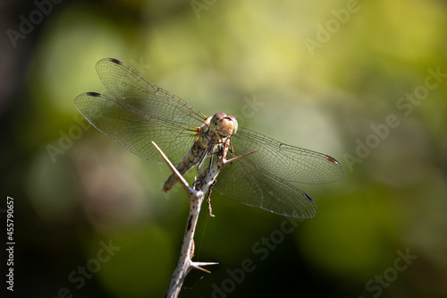 Dragon-fly closeup