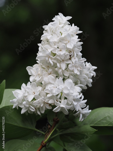 Weißer Edelflieder, Syringa vulgaris in einer Großaufnahme vor dunklem Hintergrund