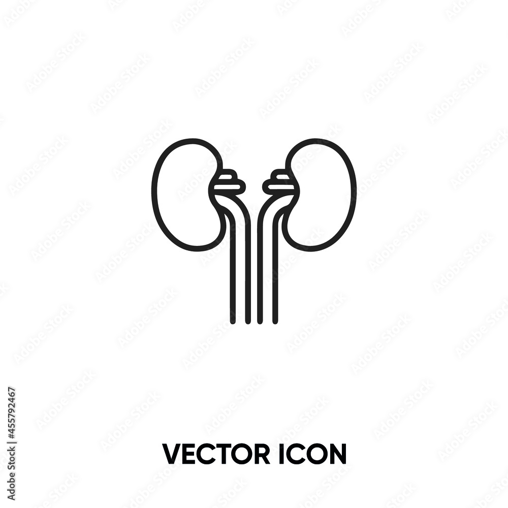 Obraz premium Kidney vector icon. Modern, simple flat vector illustration for website or mobile app.Urology symbol, logo illustration. Pixel perfect vector graphics 