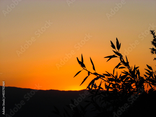 Wonderful sunset in the mountains through the branches of an olive tree. Fascinating sunset ever. Fascinating sundown in the mountains. Perfect view of the sunset in nature.