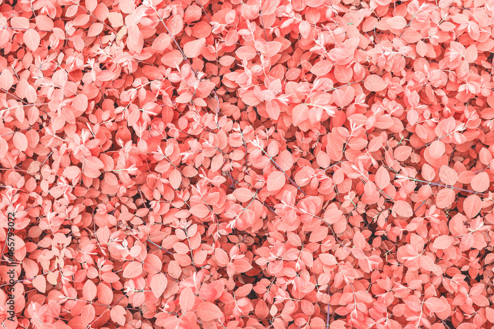 Fresh tropical red leaves background. Background red autumn leaves with splashes and shades. Light pink backdrop. Fresh tropical red leaves background. Background red autumn leaves with splashes and shades. Light pink backdrop.
